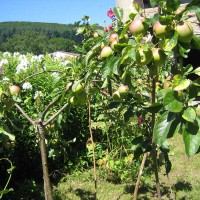 plein pommes