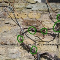 comment taille rla vigne