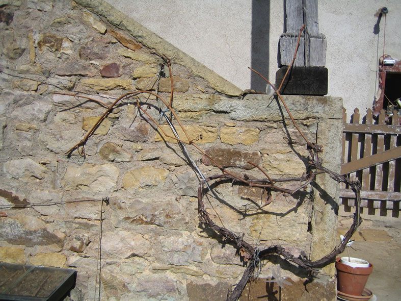 ma vigne noha